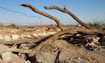 死海岸邊干涸 現大量地陷洞