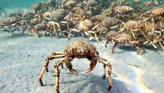 壯觀!成千上萬(wàn)只蜘蛛蟹齊聚墨爾本海灣