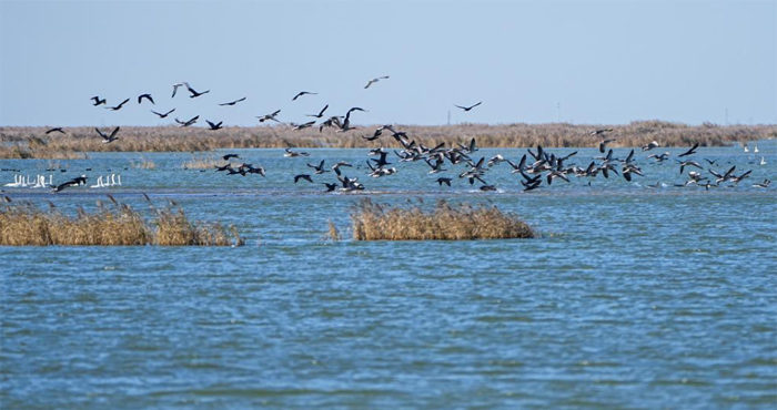 SއҼȻo(h)^(q)ӭԽB